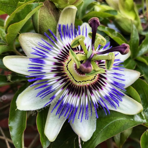 Preview: Bluecrown Passionflower, Passiflora caerulea, blue passionflower, common Passion flower