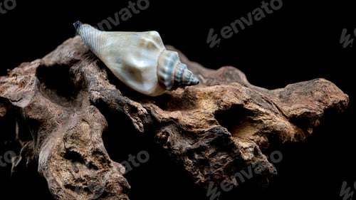 Preview: Canarium urceus shell on driftwood macro black background