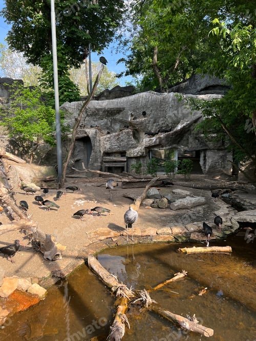 Preview: Big gray birds walk along the shore of the pond