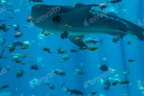 Preview: A huge blue fish tank where a very large shark and lots of small fish are swimming