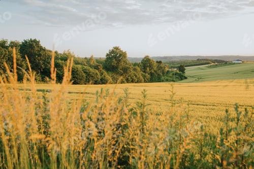 Preview: Beautiful barley field at sunset