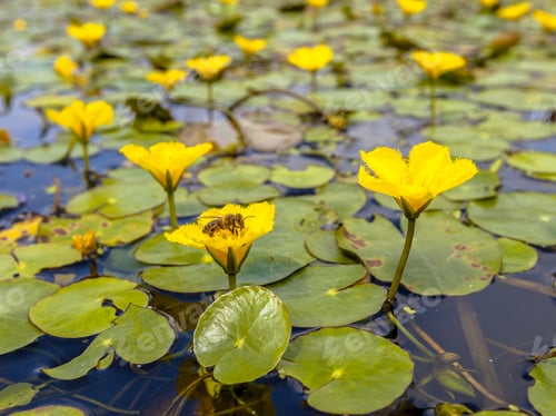 Preview: Fringed Water lily with bee