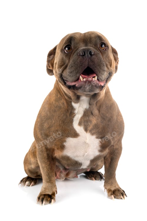 Preview: american bully in studio