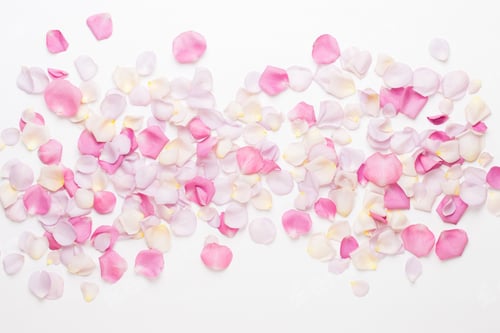 Preview: Pink rose flowers petals on white background. Flat lay, top view, copy space.