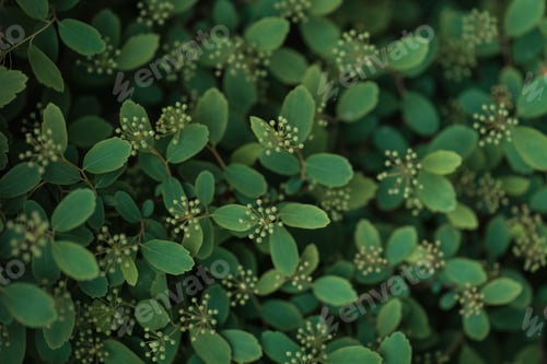 Preview: selective focus of green bush with small white flowers