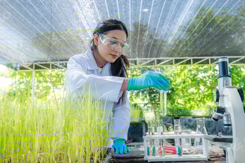 Preview: Scientists examined the quality of vegetable organic from hydroponic farm.