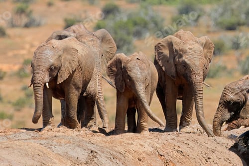 Preview: African elephants playing in mud - South Africa