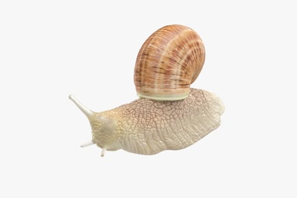 Preview: Terrestrial Snail with Detailed Shell