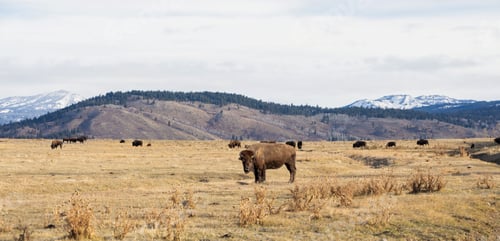 Vorschau: Eine
Bisonherde weidet auf einem riesigen Feld mit schneebedeckten Bergen im Hintergrund. Jackson, Wyoming