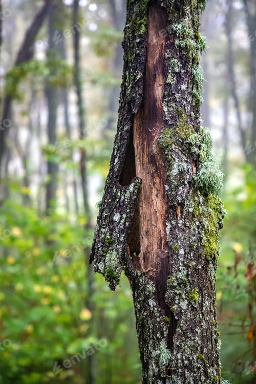 Preview: peeled bark