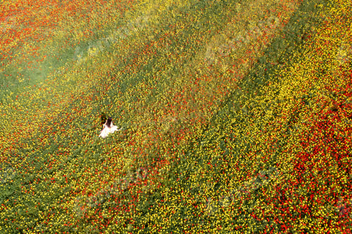 Preview: Drone aerial photo of woman walking in the spring field with red and yellow flowers.