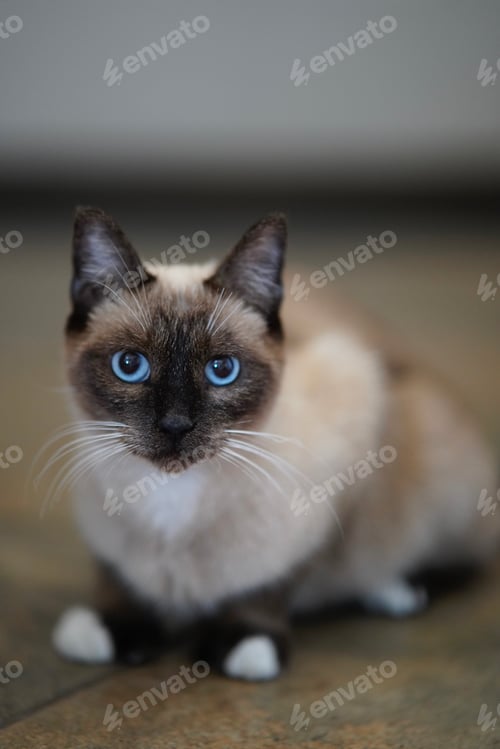Preview: Selective focus image of a cute Siamese cat with striking blue eyes