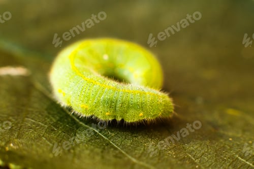 Preview: green caterpillar on leaf