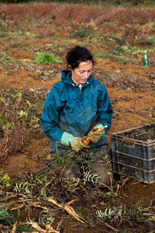 Preview: Farmer kneeling in a field, harvesting parsnips.