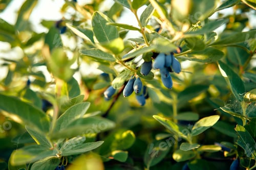 Preview: Ripe blue honeysuckle berries on a bush in a sunny garden, forming a colorful and vivid scene