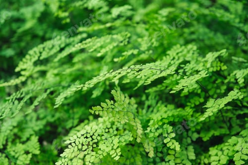 Preview: Closeup image of Brittle maidenhair fern or Adiantum tenerum in the garden