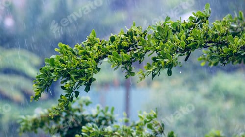 Preview: Branches of the green leaf in the rainy season