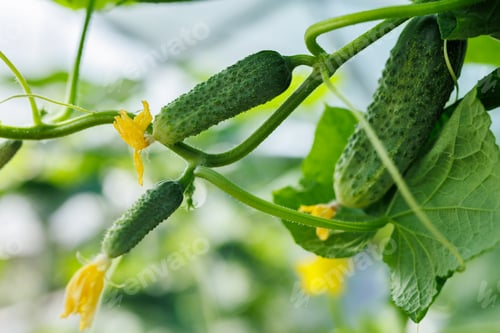 Preview: An organic greenhouse full of cucumber plants. Agriculture.