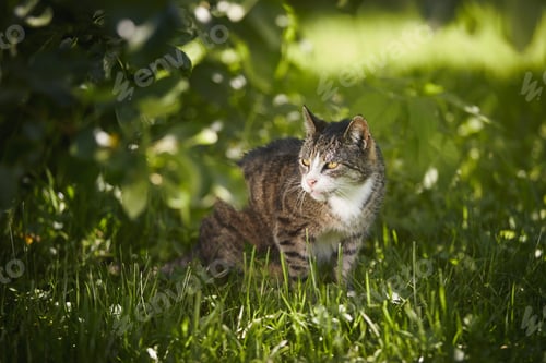 Preview: Tabby cat lying in grass under tree