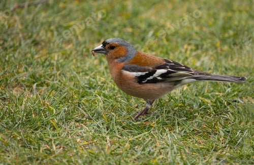 Preview: male finch with a seed in its beak looking for food on the lawn