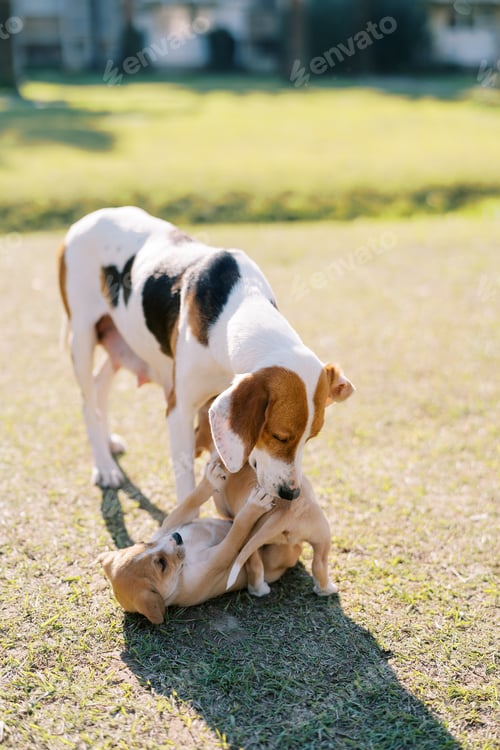 Preview: Dog playing with her puppies on the green lawn
