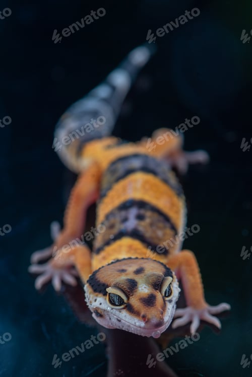 Preview: Close up of the leopard gecko or common leopard gecko, Eublepharis macularius