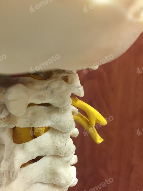 Preview: Spine anatomy