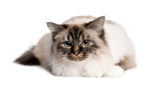 Preview: Birman (2,5 years)