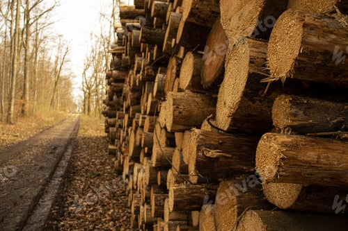 Preview: deforestation, cut down trees lie in a stack in the forest, collecting firewood