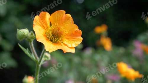 Preview: Selective focus shot of yellow geum flower on the field