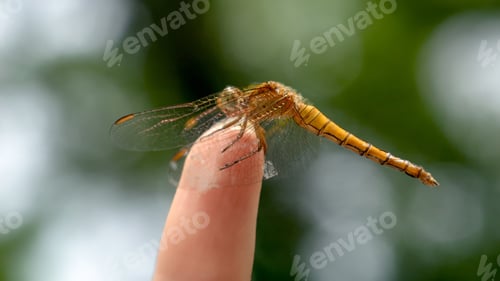 Preview: Macro shot of dragonfly with transparent wings sitting on a female finger. Harmony people and nature