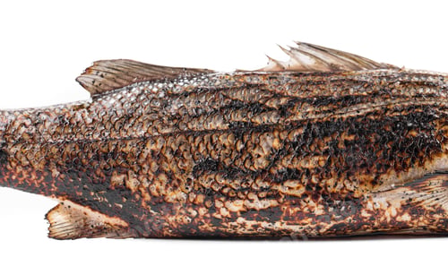 Preview: Grilled seabass on plate.