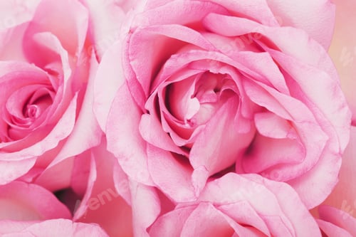 Close Up of Pink Roses in Bloom