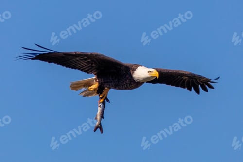 Preview: eagle, bald, us