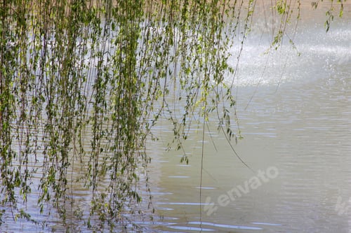 Preview: Spring Growth On A Weeping Willow - Photograph Of New Growth On A Weeping Willow Tree With A Pond