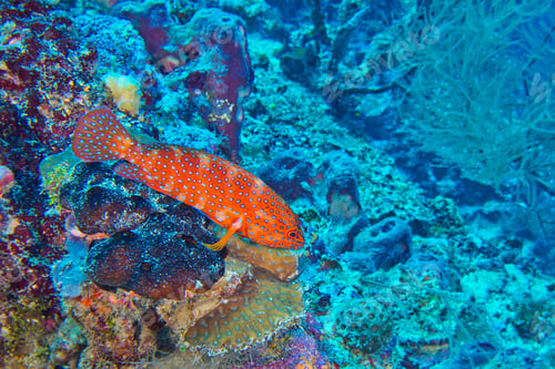 Preview: Coral Grouper, North Ari Atoll, Maldives
