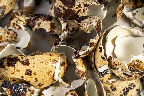 Broken speckled quail egg shell, cracked eggshell background. Quail farm eggs