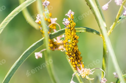 Preview: Aphids feeding on a plant