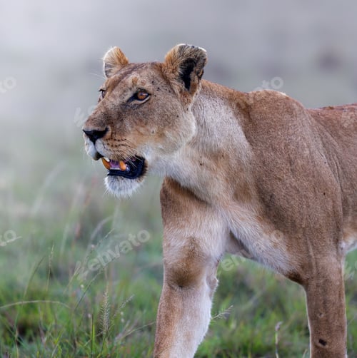 Preview: Lioness stares intensely into the distance in the Masai Mara, Kenya