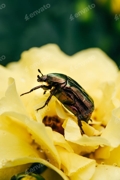 Preview: cetonia aurata beetle on petals of yellow flower