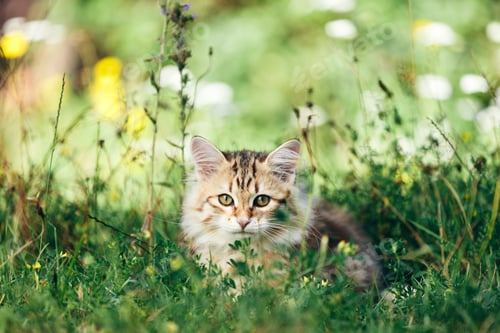 Preview: A kitten - Siberian cat playing in grass