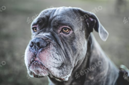 Preview: Portrait of a strong and proud dog, very contrasting image and deep blacks