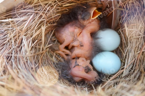 Preview: Baby bluebirds in their nest and eggs hatching in the spring or summer. Nature in the spring