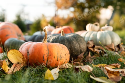 Preview: autumn harvest. Various of pumpkins on the grass
