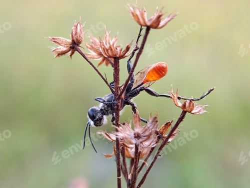 Preview: Little bee