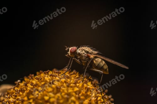 Preview: Macro shot of a fly sitting on a yellow flower against a dark background.