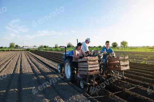 Visualização: Os trabalhadores estão plantando batatas no campo.