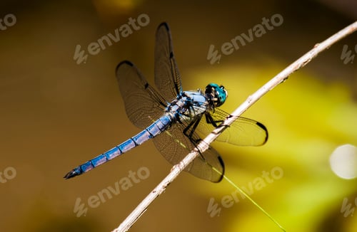 Preview: Dragonfly on a stick