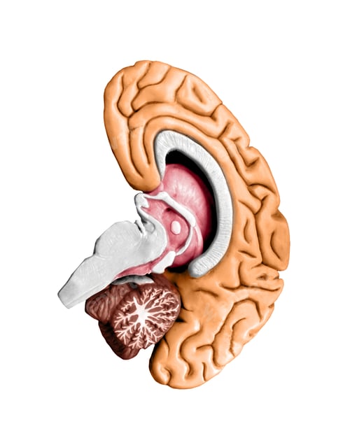 Preview: Brain model