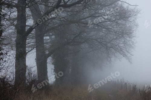 Preview: View of leafless trees in foggy weather.